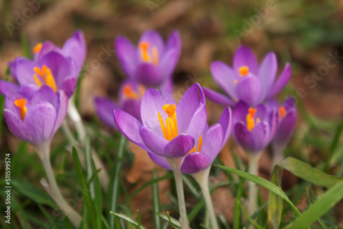 Purple crocus flowers in early spring