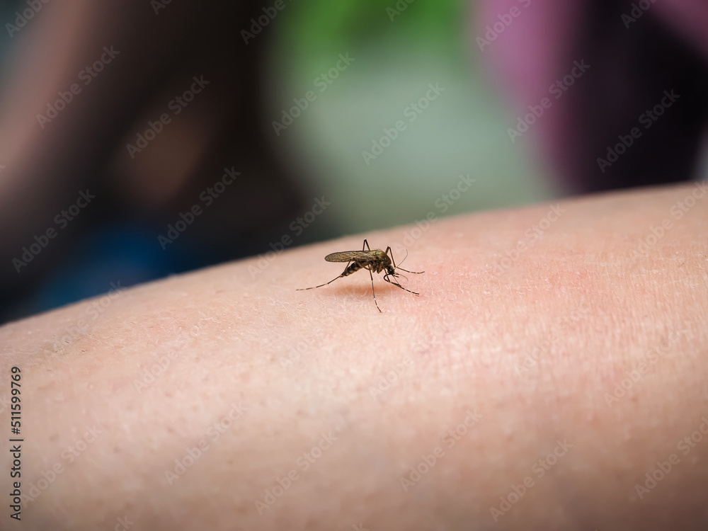 Obraz premium mosquito sits on human skin blood-sucking insect