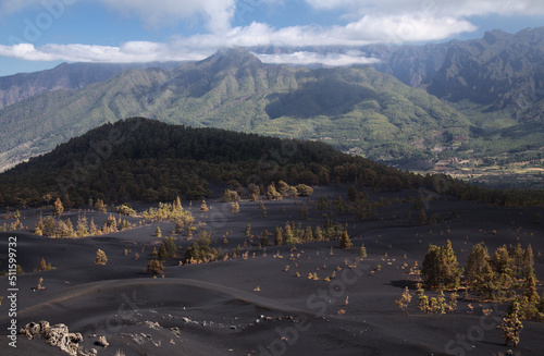 La Palma, landscape of the central part of the island, in El Paso municipality black dunes of volcanic ash produced by 2021 volcano, Canary Pines with yellow needles still standing 