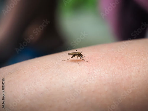 mosquito sits on human skin blood-sucking insect