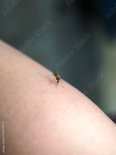 mosquito sits on human skin blood-sucking insect