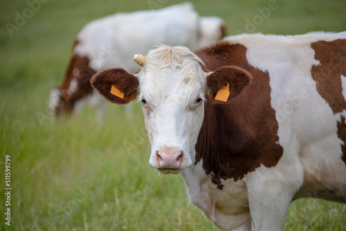 Cow on a farm.Portrait of a white and brown spotted cow close-up. © britaseifert