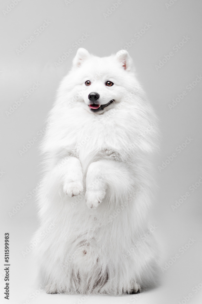 White Japanese spitz dog posing and doing tricks on the isolated white background White Japanese spitz dog posing and doing tricks on the isolated white background