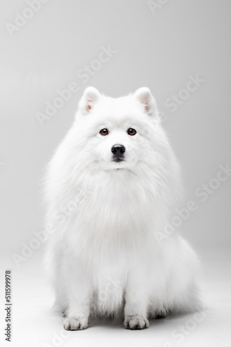 White Japanese spitz dog posing and doing tricks on the isolated white background © Arina Miroshnikova
