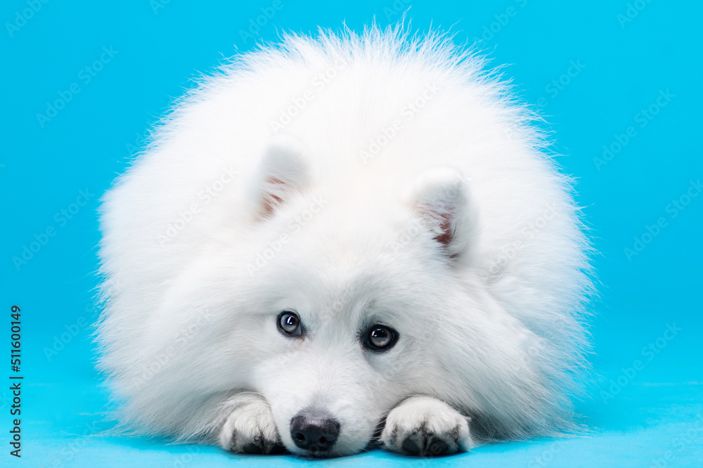 White Japanese spitz dog posing and doing tricks on the isolated blue background White Japanese spitz dog posing and doing tricks on the isolated blue background