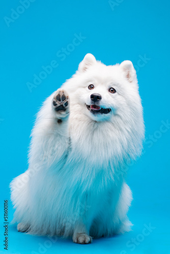 White Japanese spitz dog posing and doing tricks on the isolated blue background