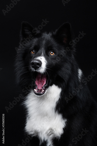 Black and white yakutian laika posing on the isolated black background  © Arina Miroshnikova