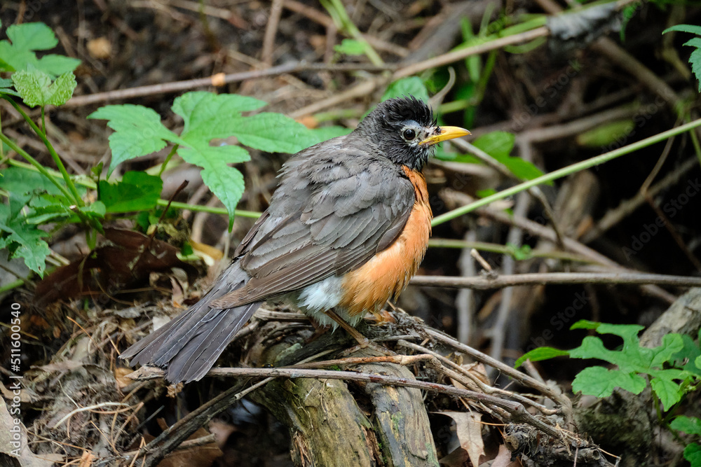 Slightly frazzled looking robin. Slightly frazzled looking robin.