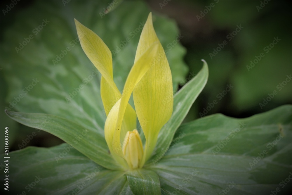 Fototapeta premium Flowers, trees and shrubs of the US