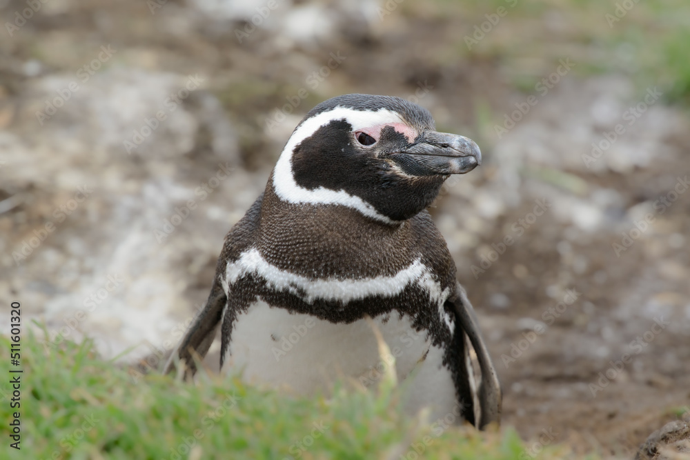Obraz premium Magellanic Penguin (sphenicus magelanicus) looking out from its burrow on Bleaker Island, one of the Falklands Islands
