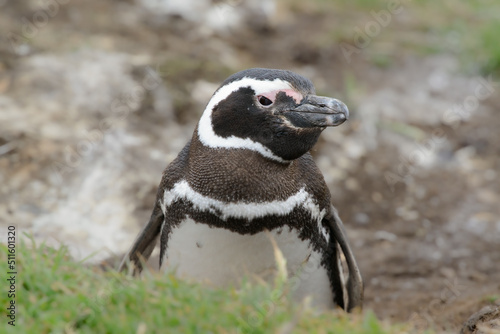 Magellanic Penguin (sphenicus magelanicus) looking out from its burrow on Bleaker Island, one of the Falklands Islands