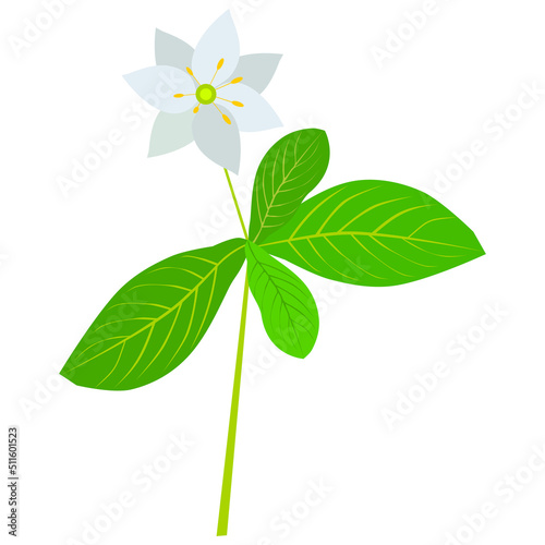 Lysimachia europaea - forest plant,called by the common name
 chickweed-wintergreen or arctic starflower.
Vector drawing for layouts