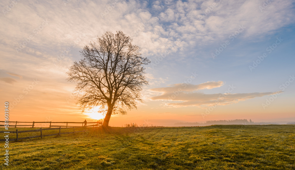 Autumn in the forest with mist and fog. Vivid sunrise with an isolated tree in the field. 