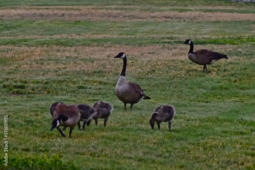 Canada geese with Downey Young Goslings at Such East City Park Public Fishing Lake  Canyon  Texas  Spring Breeding Season  2022.