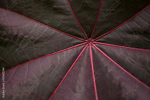 Photos Flora of Gran Canaria - leaf of Ricinus communis, the castor bean, introduced sp