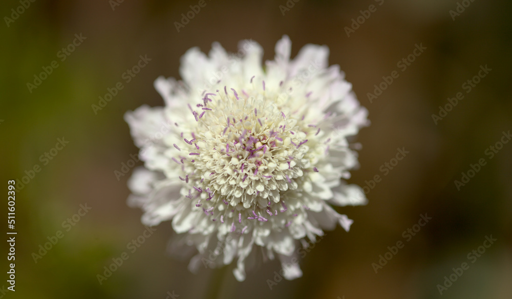 Pale lilac garden scabious, pincushion flower, natural macro floral background Pale lilac garden scabious, pincushion flower, natural macro floral background