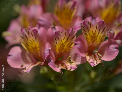 Flowers of Alstroemeria, Peruvian lily, natural macro floral background