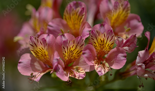 Flowers of Alstroemeria  Peruvian lily  natural macro floral background