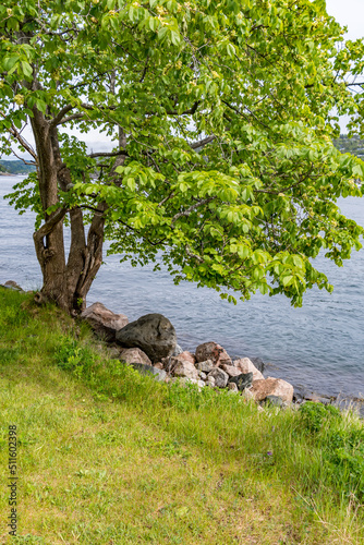 A lone tree on the shore of the Oslo fjord.