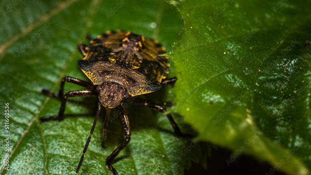 Fototapeta premium rhaphigaster nebulosa, shieldbug