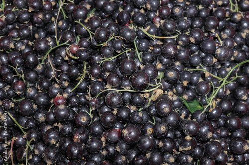 Delicious, aromatic blackcurrant berries on the table.