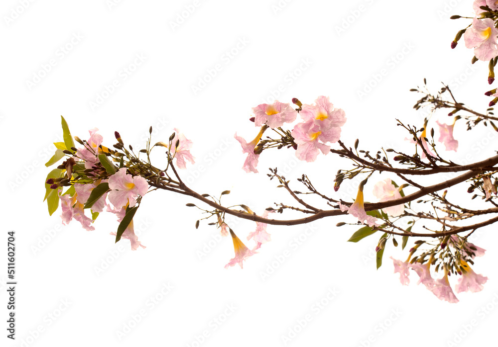 Fototapeta premium Tabebuia heterophylla, pink trumpet tree, flowering branches isolated on white background 