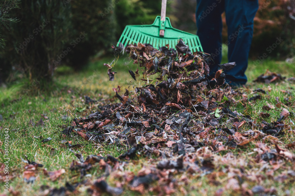 Raking leaves. The man is raking leaves with a rake. The concept of preparing the garden for