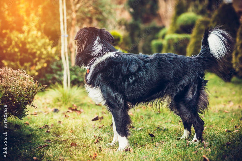 Border collie in the garden. Border collie dog ownership concept. Dog resting in the garden. Border collie in the garden. Border collie dog ownership concept. Dog resting in the garden.