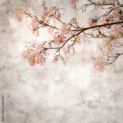 square stylish old textured paper background with Tabebuia heterophylla, pink trumpet tree, flowering branches 