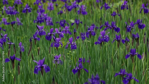 Flowers, trees and shrubs of the eastern US