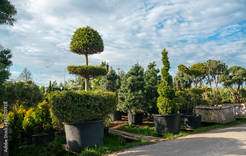 Konstfotografi amazing topiary trees (Niwaki style) in plant  nursery in northern europe state