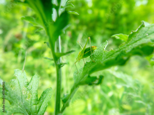 Φωτογραφία The meadow grasshopper (Tettigoniidae) (Isophya sp