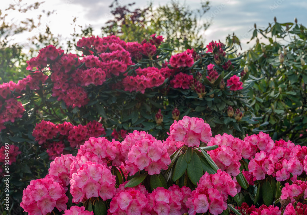 Amazing pink  Rhododendrin bushes -  potted  plants in  large pots in plant nursery