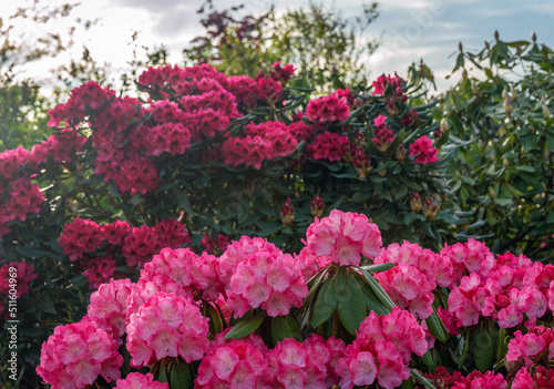 Fototapeta Naklejka Na Ścianę i Meble -  Amazing pink  Rhododendrin bushes -  potted  plants in  large pots in plant nursery