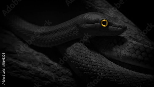 Snake On Tree Monochrome With Glowing Eye
