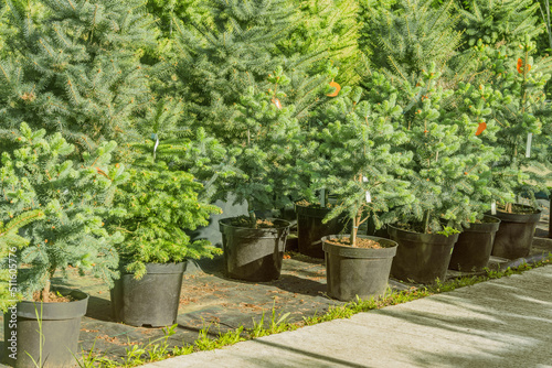 Spruce trees on the garden market territory.