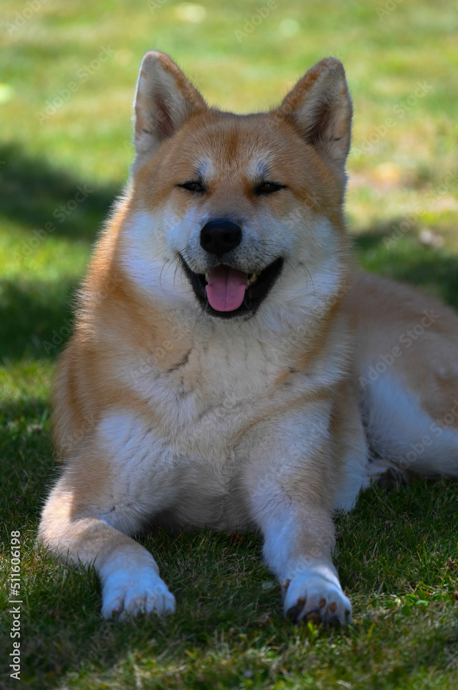 chien Akita assis dans l'herbe 