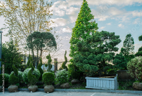 Amazing topiary trees and blossoming white japanese spireas   in Moscow oblast photo