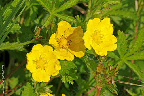 Fotografie fiori gialli di potentilla strisciante (Potentilla reptans)