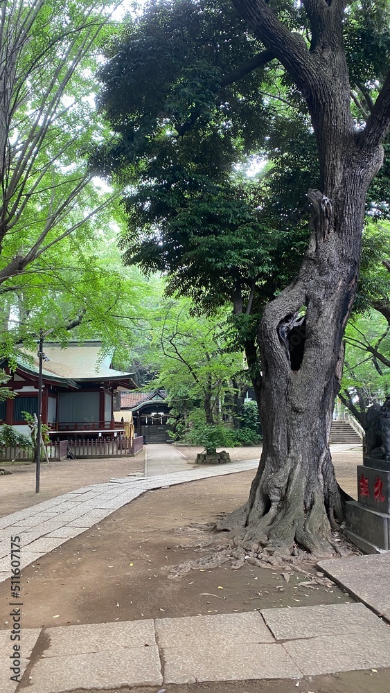 Ancient prestigious shrine “Suwa shrine” in the old town “Yanaka” of Tokyo, solicited by Saemon Toyoshima in the year 1205.  The atmosphere is so special and serene, very powerful but calming experien