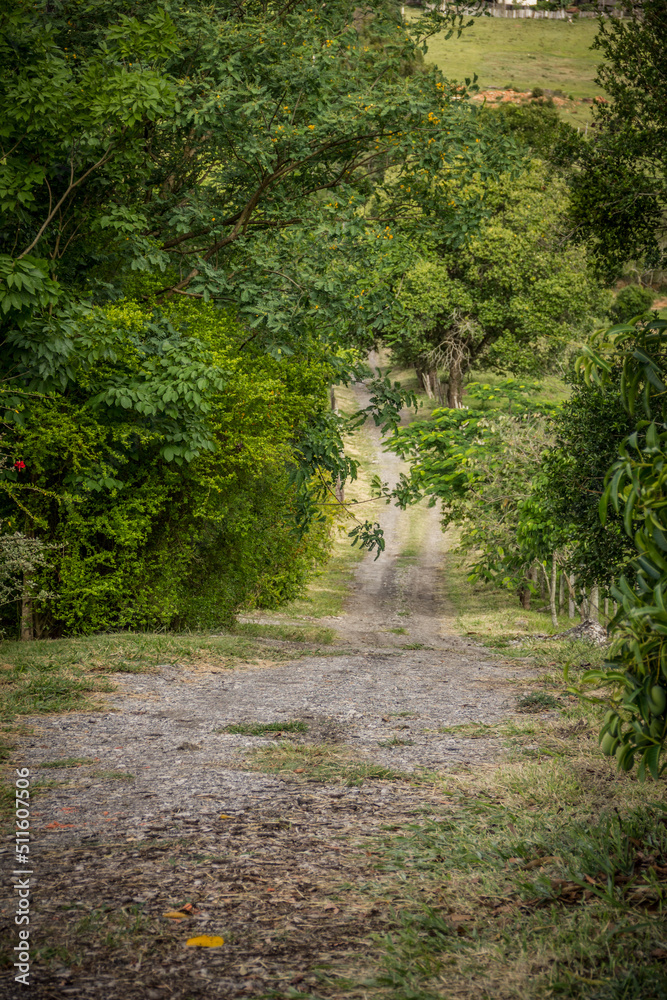 Naklejka premium path in the woods