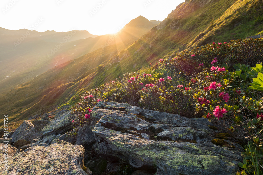 Alpenrosen im letzten Licht der untergehenden Sonne