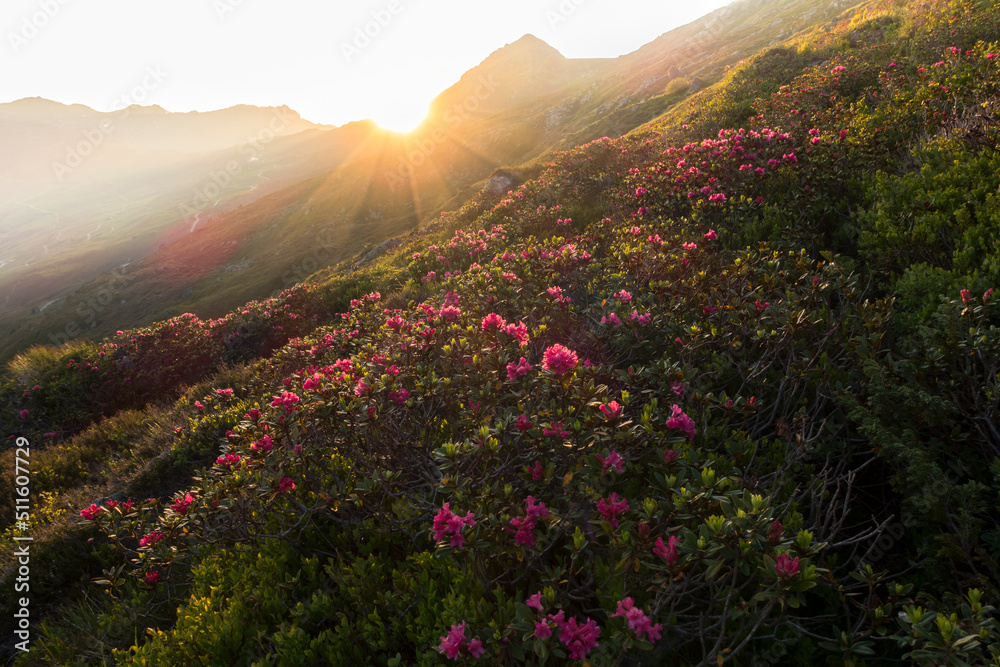 Alpenrosen im letzten Licht der untergehenden Sonne