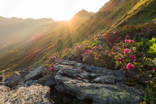 Alpenrosen im letzten Licht der untergehenden Sonne photo