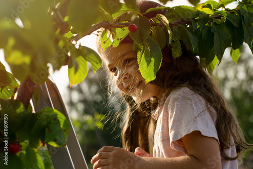 A girl with brown hair is in the garden near a cherry tree and picks delicious ripe berries, enjoying life in the countryside on a summer sunny day.