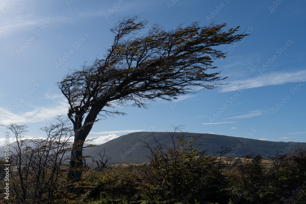 a tree with its leaves and trunk blown to one side by the wind a tree with its leaves and trunk blown to one side by the wind