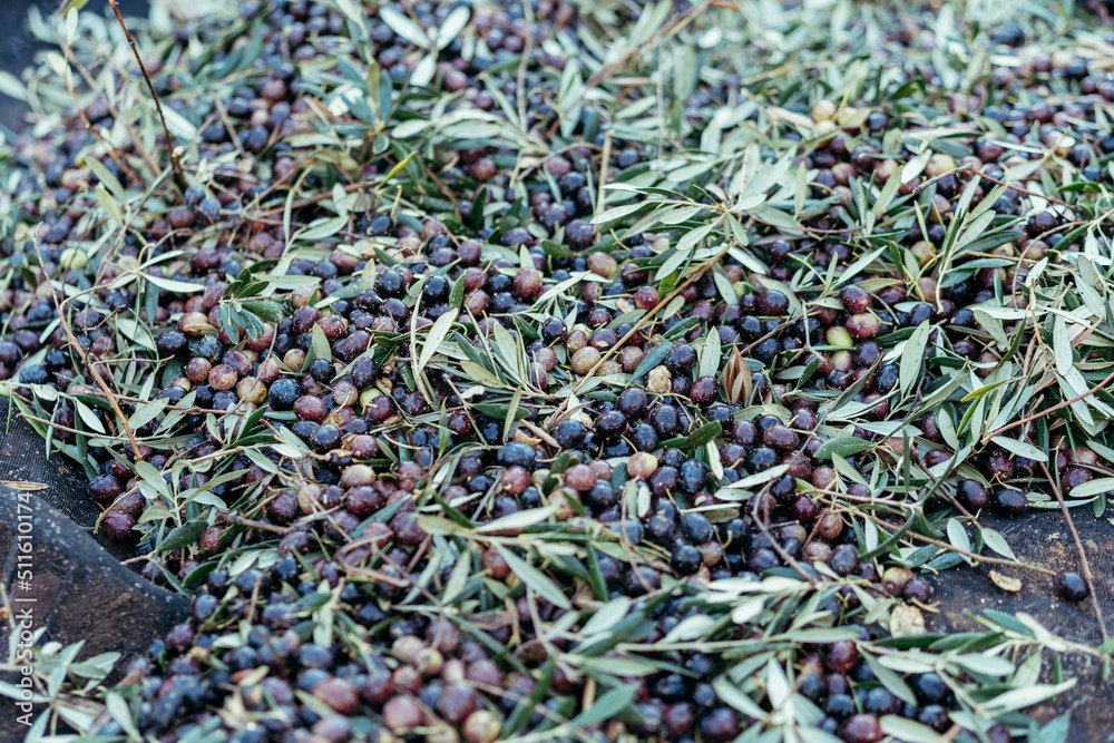 olives freshly harvested from an olive tree olives freshly harvested from an olive tree