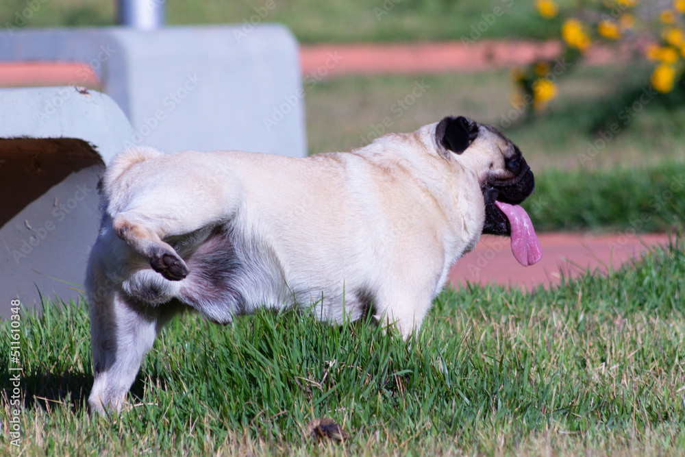 Fun Pug Dog Peeing On Grass With Tongue Out.