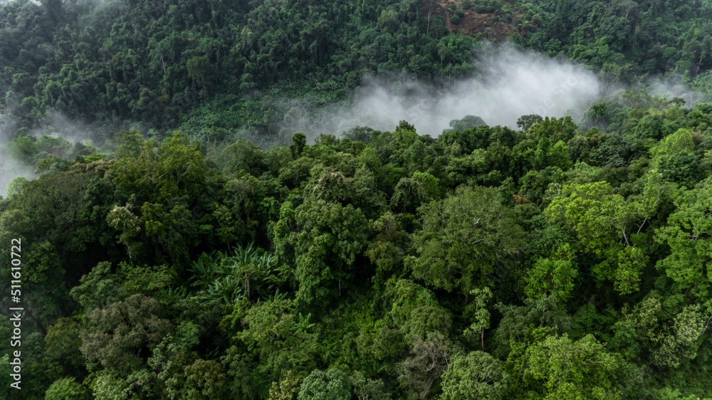 Fototapeta premium Aerial view forest tree, Tropical rainforest ecosystem healthy environment background, Texture of green tree forest view from above, Healthy green trees in a forest eoclogical texture and background.