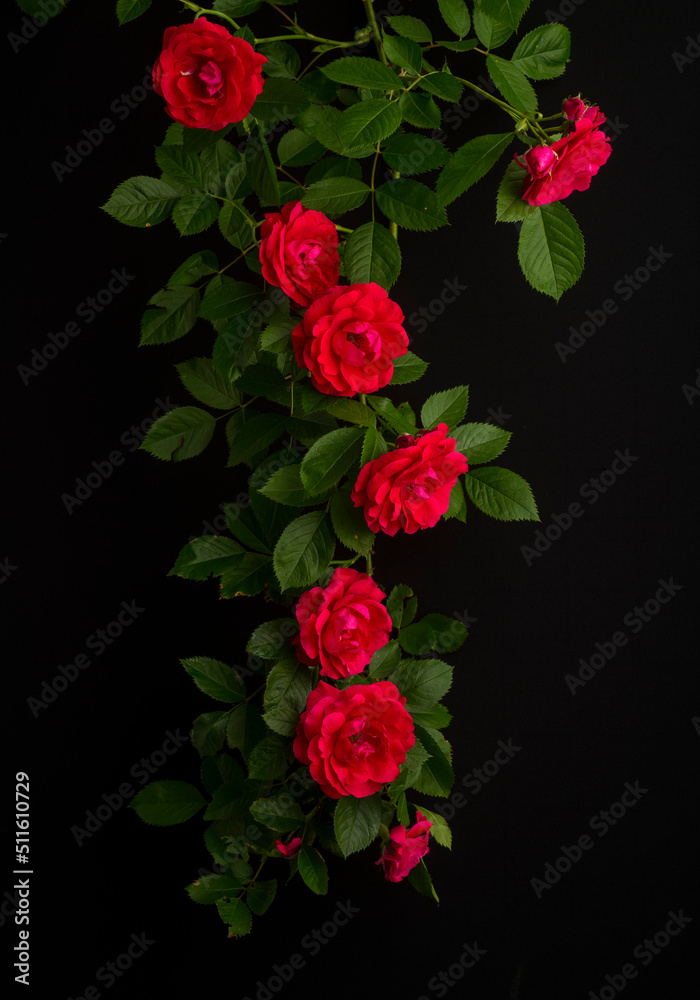 a branch of a weaving rose of red-purple color with green leaves on a black background a branch of a weaving rose of red-purple color with green leaves on a black background